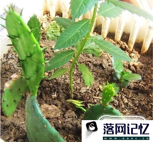 怎么移栽仙人掌优质  第5张