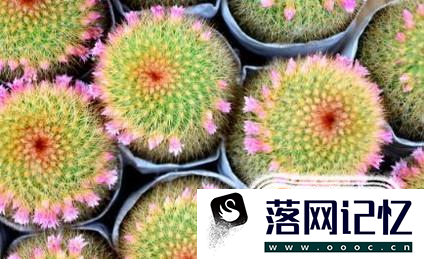 如何让仙人球开花？优质  第1张