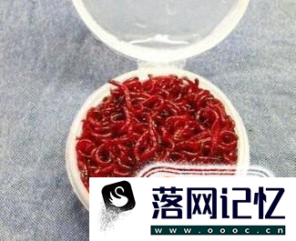 红虫怎么养？优质  第2张