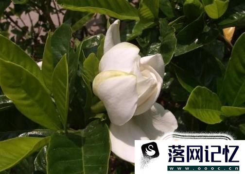 栀子花的养殖方法和注意事项有哪些？优质  第3张