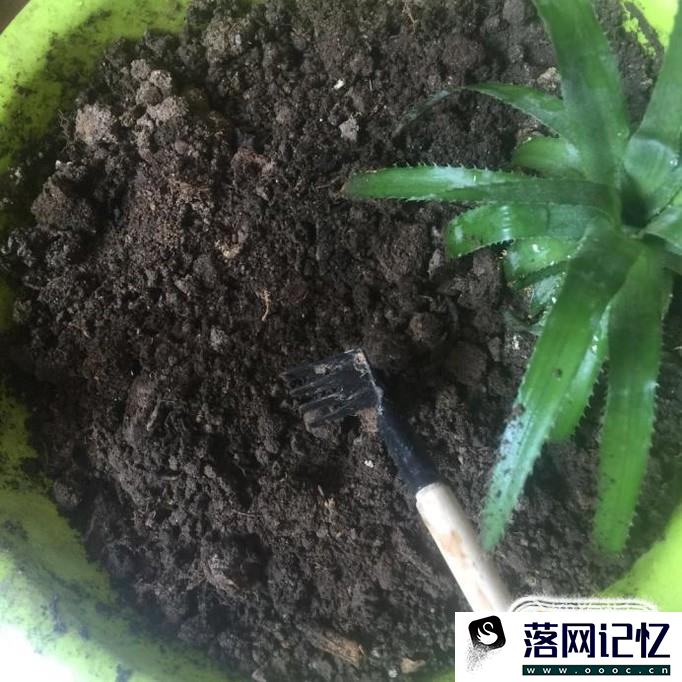 盆栽松土的方法优质  第4张