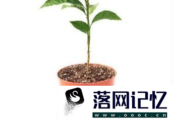 教你如何在家种植柠檬呢？优质  第5张