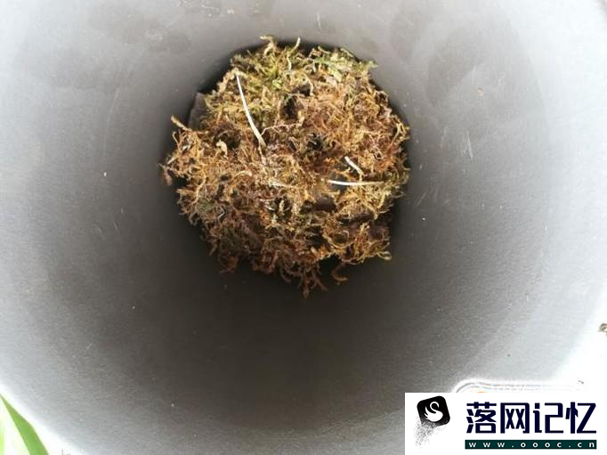 怎样自己动手给爆盆的兰花分家优质  第6张