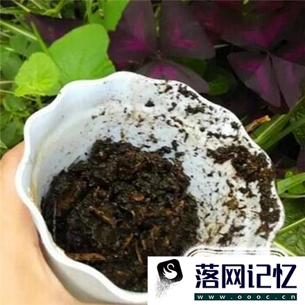 如何繁殖铜钱草优质  第3张