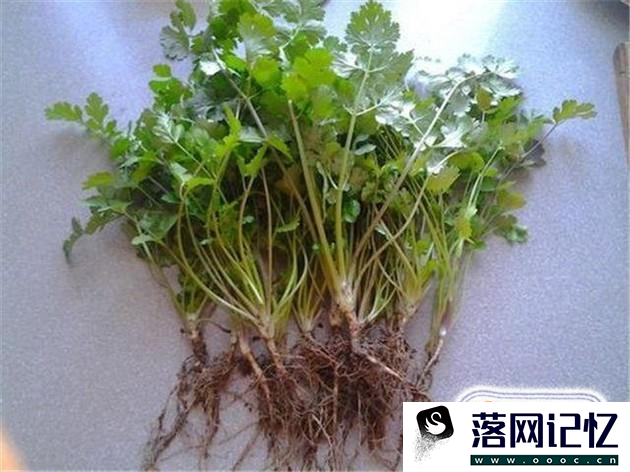 怎样种植盆栽香菜优质  第1张