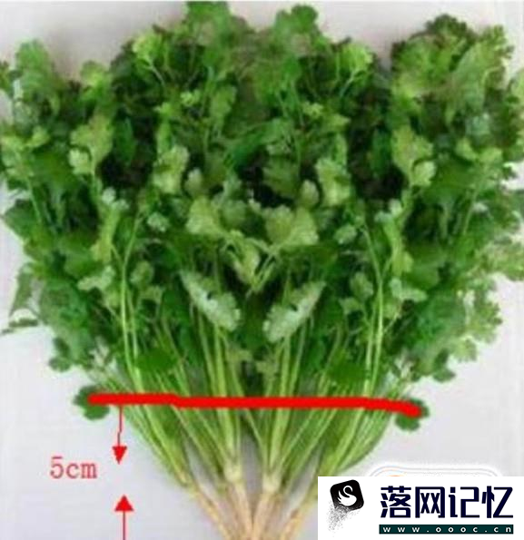 怎样种植盆栽香菜优质  第2张