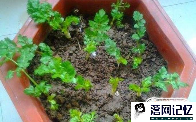 怎样种植盆栽香菜优质  第4张