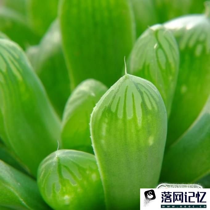 多肉植物的养殖方法：玉露篇优质  第1张