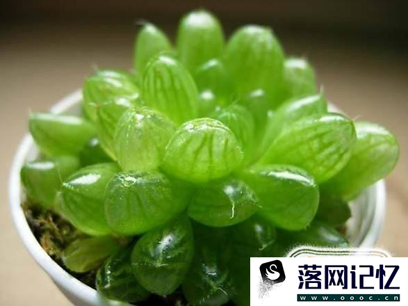 多肉植物的养殖方法：玉露篇优质  第4张