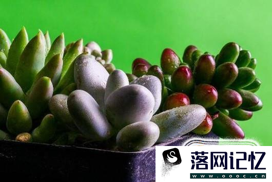 多肉叶子干瘪怎么办？优质  第5张