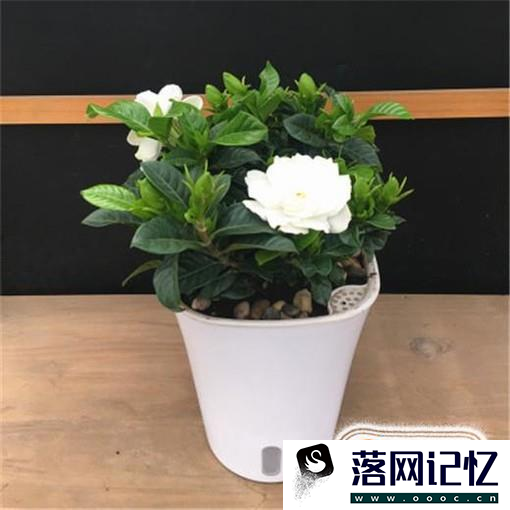 栀子花怎么养才能开花多优质  第1张