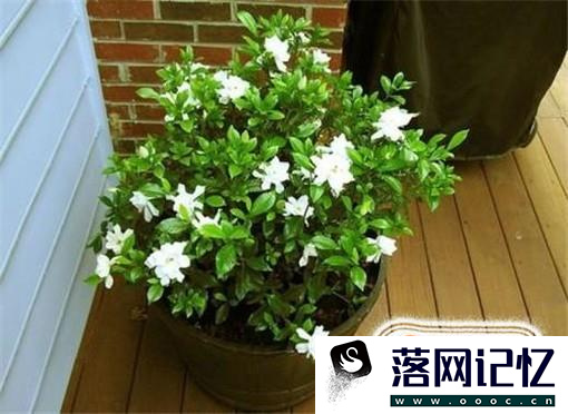 栀子花怎么养才能开花多优质  第4张