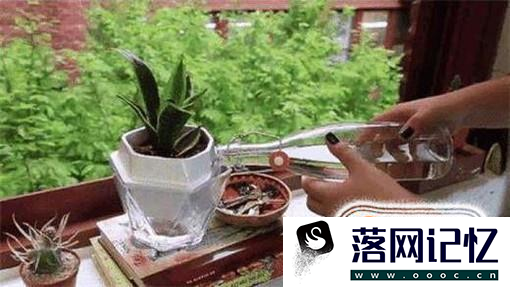 怎样消灭花盆里的蚂蚁优质  第2张