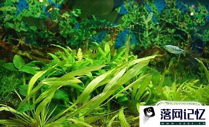 新手想要养草开缸基础选材优质  第3张