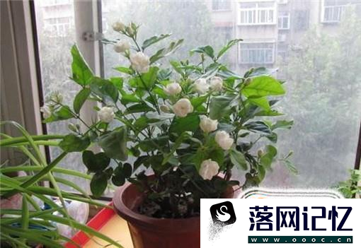 茉莉花怎么养 怎么养好茉莉花优质  第1张