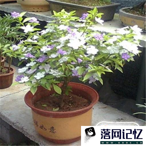 茉莉花怎么养 怎么养好茉莉花优质  第2张