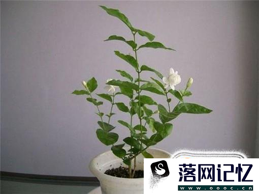 茉莉花怎么养 怎么养好茉莉花优质  第3张