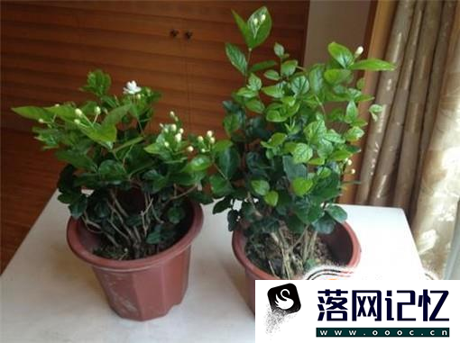 茉莉花怎么养 怎么养好茉莉花优质  第4张