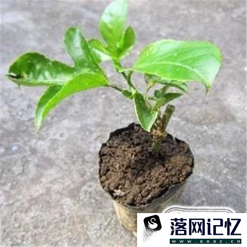 盆栽百香果的种植方法优质  第1张