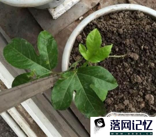 盆栽百香果的种植方法优质  第3张