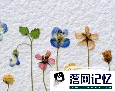 如何制作鲜花书签？优质  第3张