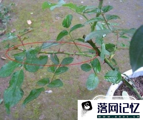 月季花怎样插枝容易活优质  第1张