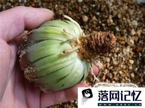 多肉植物根烂了也可以养过来优质  第1张