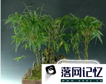 罗汉竹的养殖方法优质  第2张