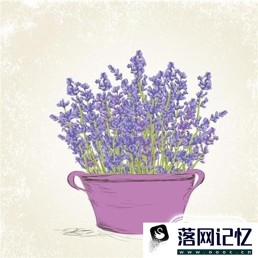 房子里适合养哪些花？优质  第2张