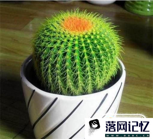 房子里适合养哪些花？优质  第4张