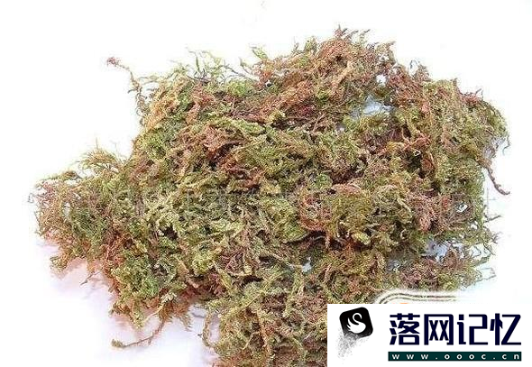 怎样在家自制水苔优质  第2张