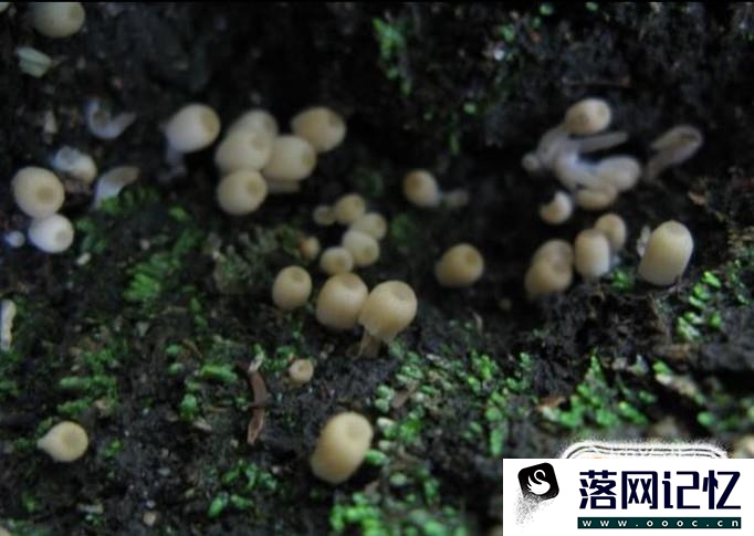 怎样在家自制水苔优质  第4张