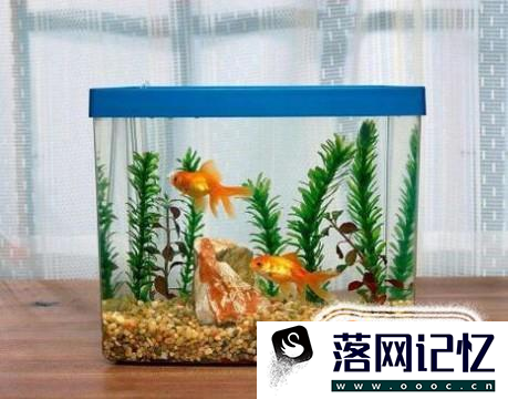 风水鱼如何养?优质  第5张