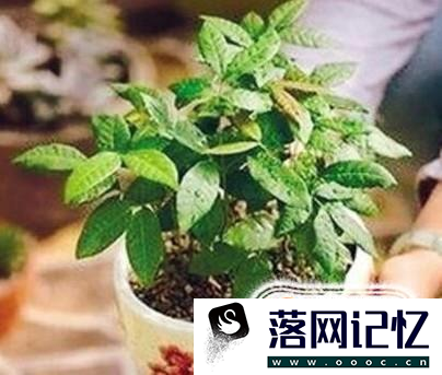 吃完的龙眼核种成盆摘优质  第4张