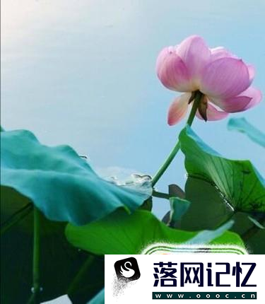 什么样的泥适合养莲花？优质  第1张