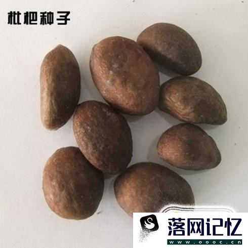 水果种子不要扔，教给大家制作盆景的好方法！优质  第2张