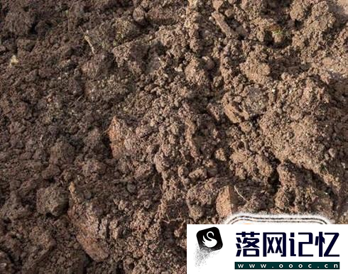 怎样种圆葱长的快？优质  第1张