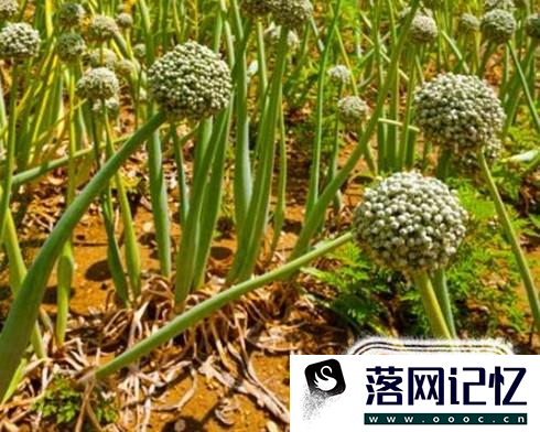 怎样种圆葱长的快？优质  第3张