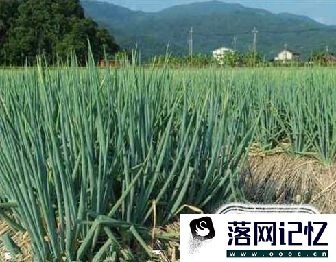 怎样种圆葱长的快？优质  第6张