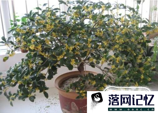 如何才能把桂花养好？优质  第2张