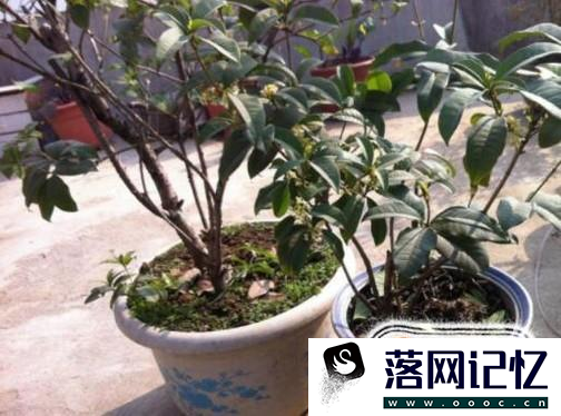 如何才能把桂花养好？优质  第7张