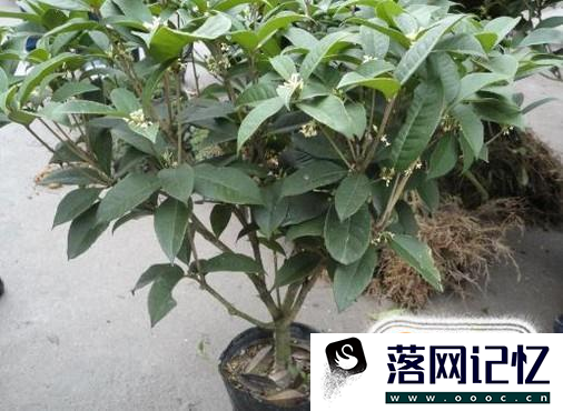 如何才能把桂花养好？优质  第8张