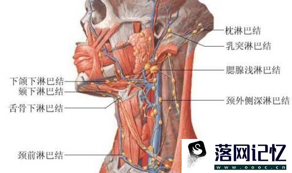 急性淋巴结炎怎样得的优质  第2张