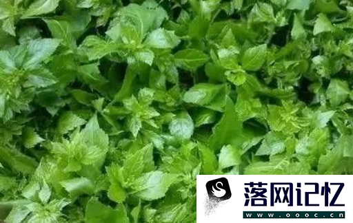 簕菜根的功效及治病作用优质  第2张