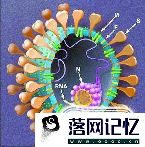 什么是新型冠状病毒？优质  第4张