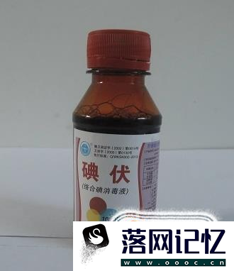 被马蜂蛰了怎么办优质  第4张