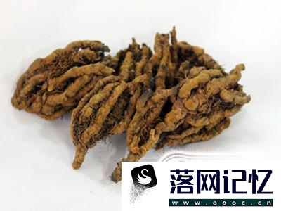 黄连的作用与功效优质  第1张