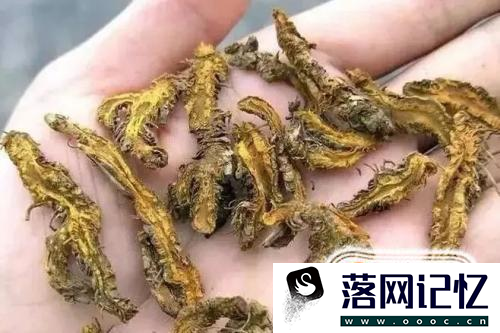 黄连的作用与功效优质  第7张