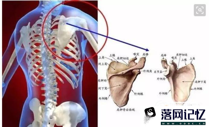 如何评估肩胛骨位置优质  第4张