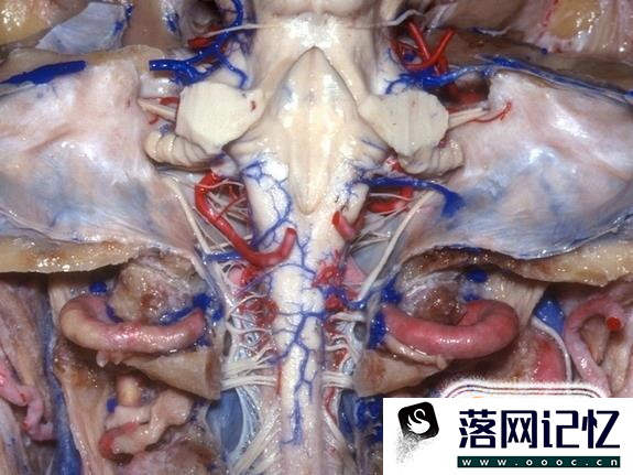 人类大脑十大三维解剖图优质  第8张